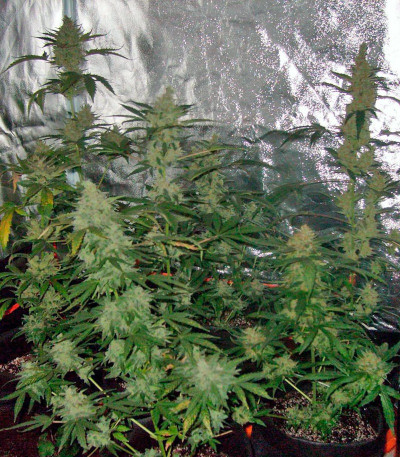 Сорт Green-O-Matic auto fem