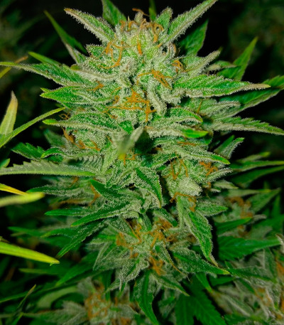 Сорт 2 Fast 2 Vast Auto fem (Heavyweight Seeds)