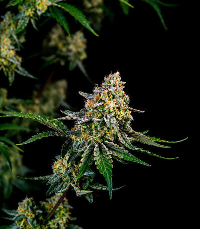 Сорт Guava Sundae Auto fem (FastBuds)