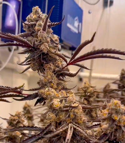 Сорт Mellowz fem (Compound Genetics)