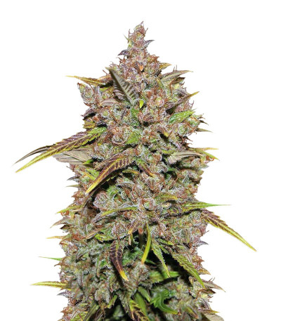 Сорт CBD Auto 1:1 auto fem (FastBuds Seeds)