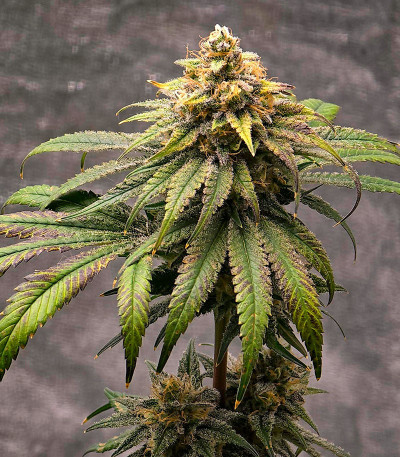 Сорт Purple Punch X Lemon Drizzle fem от Barney's Farm