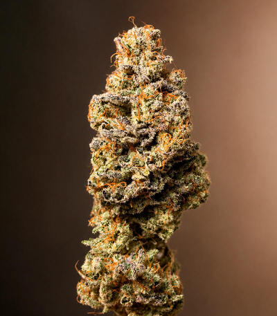 Сорт Gr-Ape fem (Delicious Seeds)
