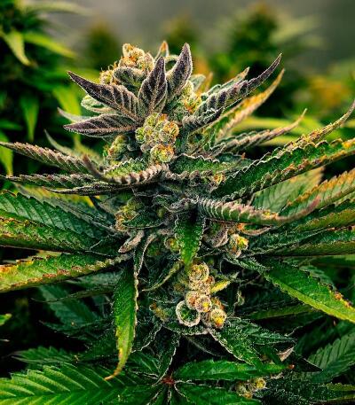 Сорт Lemon Gazzy fem (Delicious Seeds)