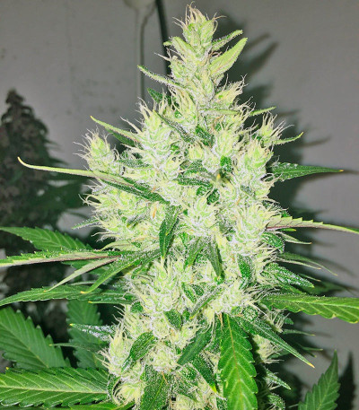 Сорт Green Poison Auto fem (Sweet Seeds)