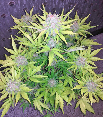 Сорт Kalashnikova Auto fem