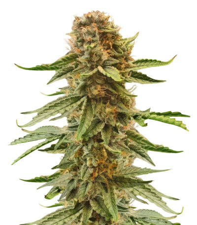 Семена сорта Also Know 47 Autoflower fem (Seedkeepers)