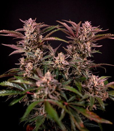 Сорт HighCloudZ Auto fem от Green House Seeds