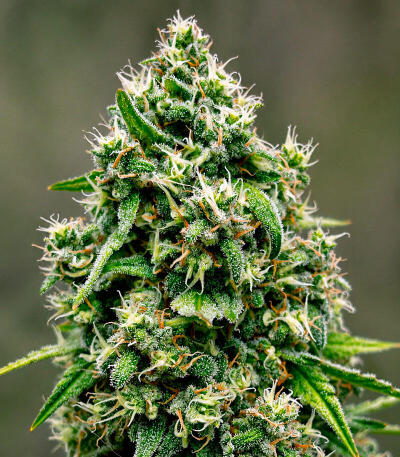 Сорт Lemon Gazzy fem (Delicious Seeds)