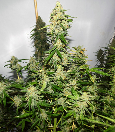 Сорт Wipeout Express Auto fem