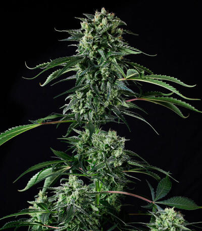 Сорт Banana Guava Auto fem (FastBuds)
