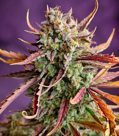 Сорт Banana Guava Auto fem (FastBuds)