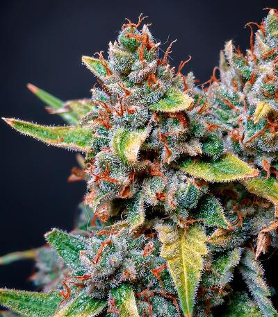 Сорт Banana Guava Auto fem (FastBuds)