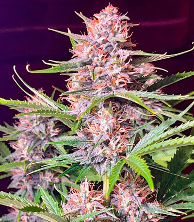 Сорт Bruce Banner #3 Auto fem (Herbies Seeds)