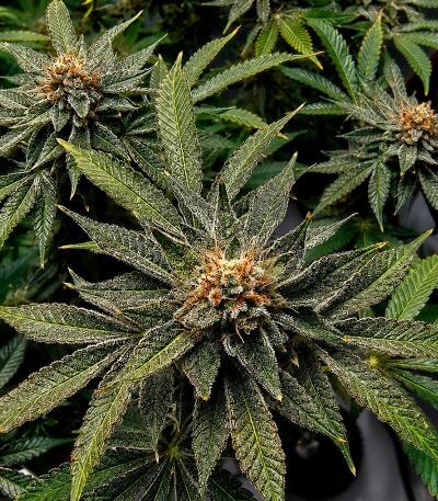 Сорт Cherry Poppers fem (Barney's Farm)