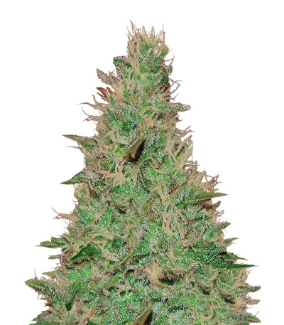 Сорт El Alquimista Auto fem (Samsara Seeds)