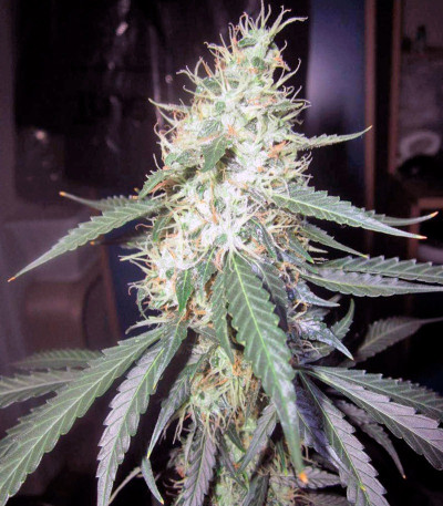 Сорт Jack Herer Auto fem (Green House Seeds)