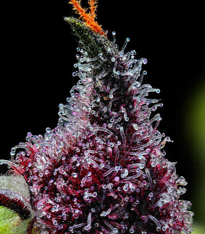 Сорт Cherry Poppers fem (Barney's Farm)