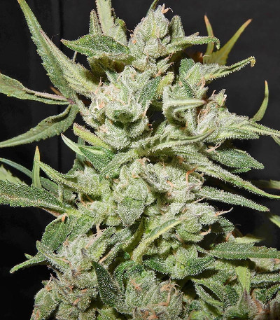 Сорт West Coast O.G. Auto fem (FastBuds)