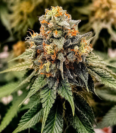 Сорт Cherry Poppers fem (Barney's Farm)