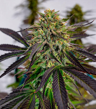 Сорт Cherry Poppers fem (Barney's Farm)