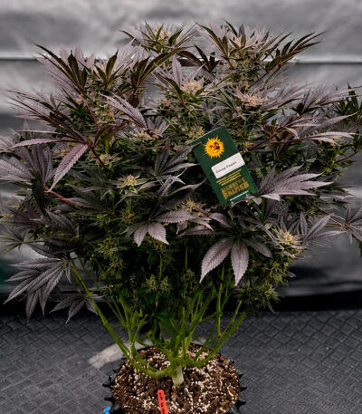 Сорт Cherry Poppers fem (Barney's Farm)
