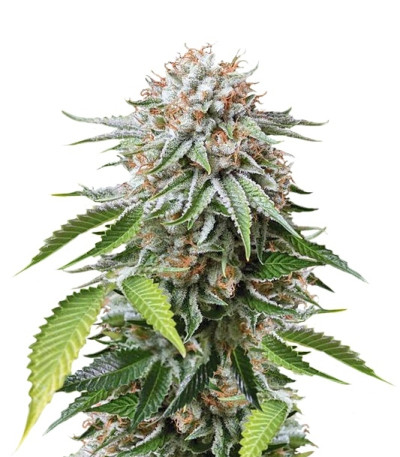 Сорт Mango Sapphire fem