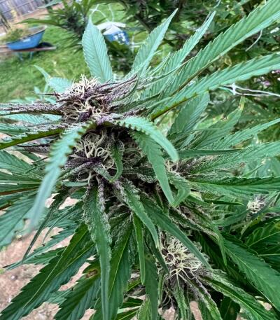 Сорт Booberry Cookies RBX fem (Ethos Genetics)