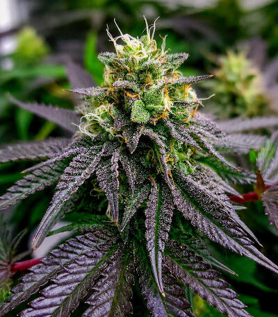 Сорт Gr-Ape fem (Delicious Seeds)