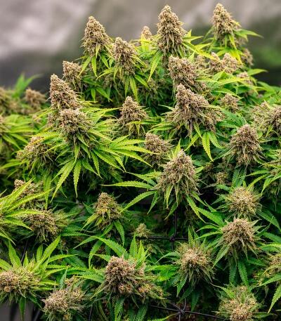 Сорт Gr-Ape fem (Delicious Seeds)