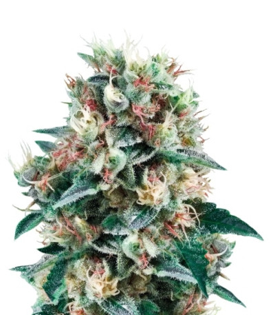 Сорт Royal Creamatic Auto fem (Royal Queen Seeds)