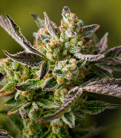 Сорт Zinnapple fem (Delicious Seeds)