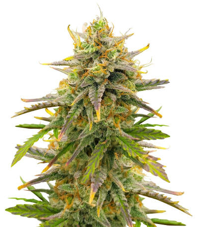 Семена сорта Sour Diesel Autoflower fem (Seedkeepers)