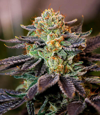 Сорт Lemon Gazzy fem (Delicious Seeds)