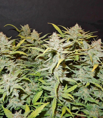 Сорт Pineapple Express Auto fem (FastBuds)