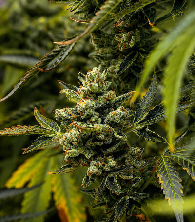 Сорт Zinnapple fem (Delicious Seeds)