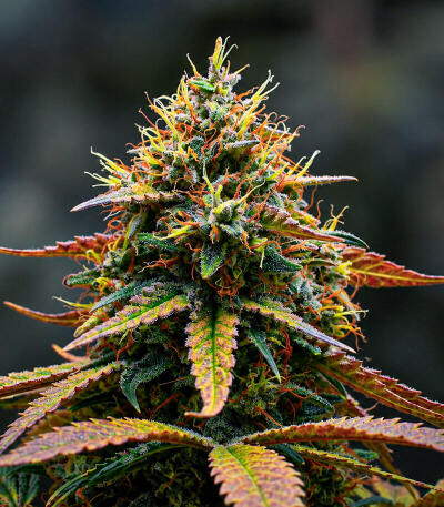 Сорт Guava Runtz Auto fem (FastBuds)