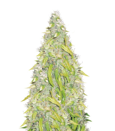 Сорт Rock Machine Auto fem (Doctor’s Choice)