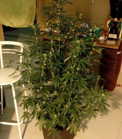 Сорт Zombie Haze Auto fem (Sumo Seeds)