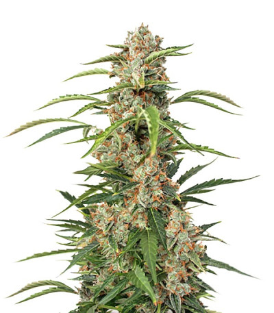 Сорт Auto Orange Bud fem (Dutch Passion)