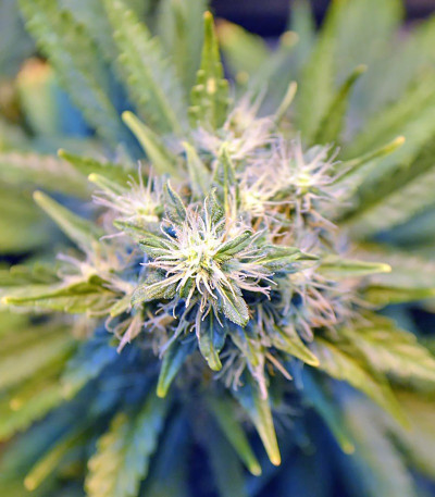 Сорт Lowryder Auto reg (Doctor’s Choice)