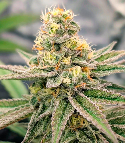 Сорт Super Boof fem от Barney's Farm