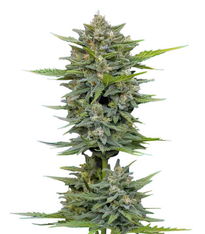 Сорт Vanilla Latte Auto fem от Humboldt Seed Company