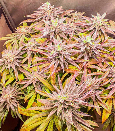 Сорт Lord Kush fem (Delicious Seeds)