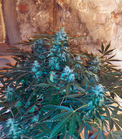Сорт Auto American Pie fem (Pyramid Seeds)