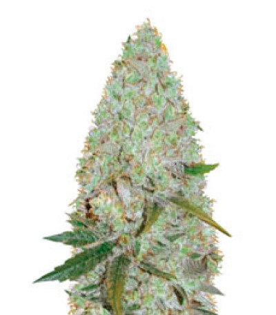 Сорт Auto Amnesia Haze fem (Victory Seeds)