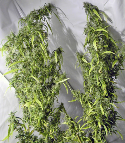 Сорт Arjan's Ultra Haze #1 fem