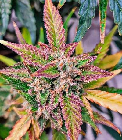 Сорт Dos-Si-Dos Cookies Autoflower fem (Easy Grow Seeds)