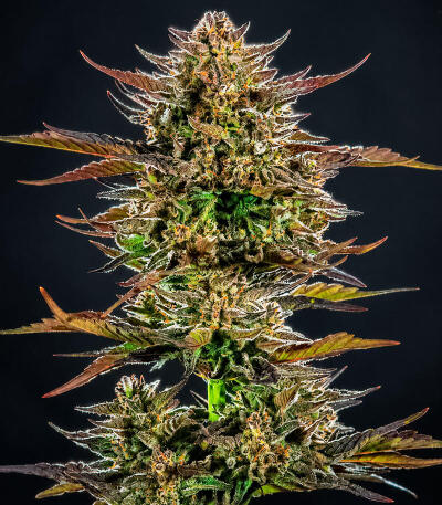 Сорт Frosted Zinn x Cookie Dog Auto fem (Barney's Farm)