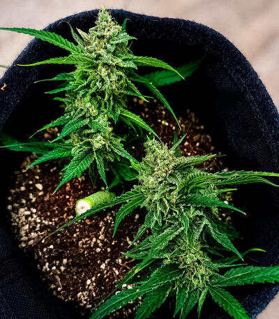 Сорт Mendo Frost Auto fem (FastBuds)
